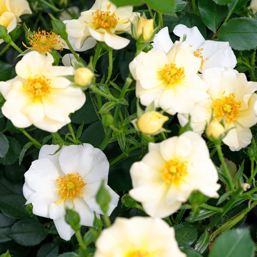 Rosier PRETTY ® Cream Meizhakari 4 Rosier PRETTY ® Cream Meizhakari – Image 2