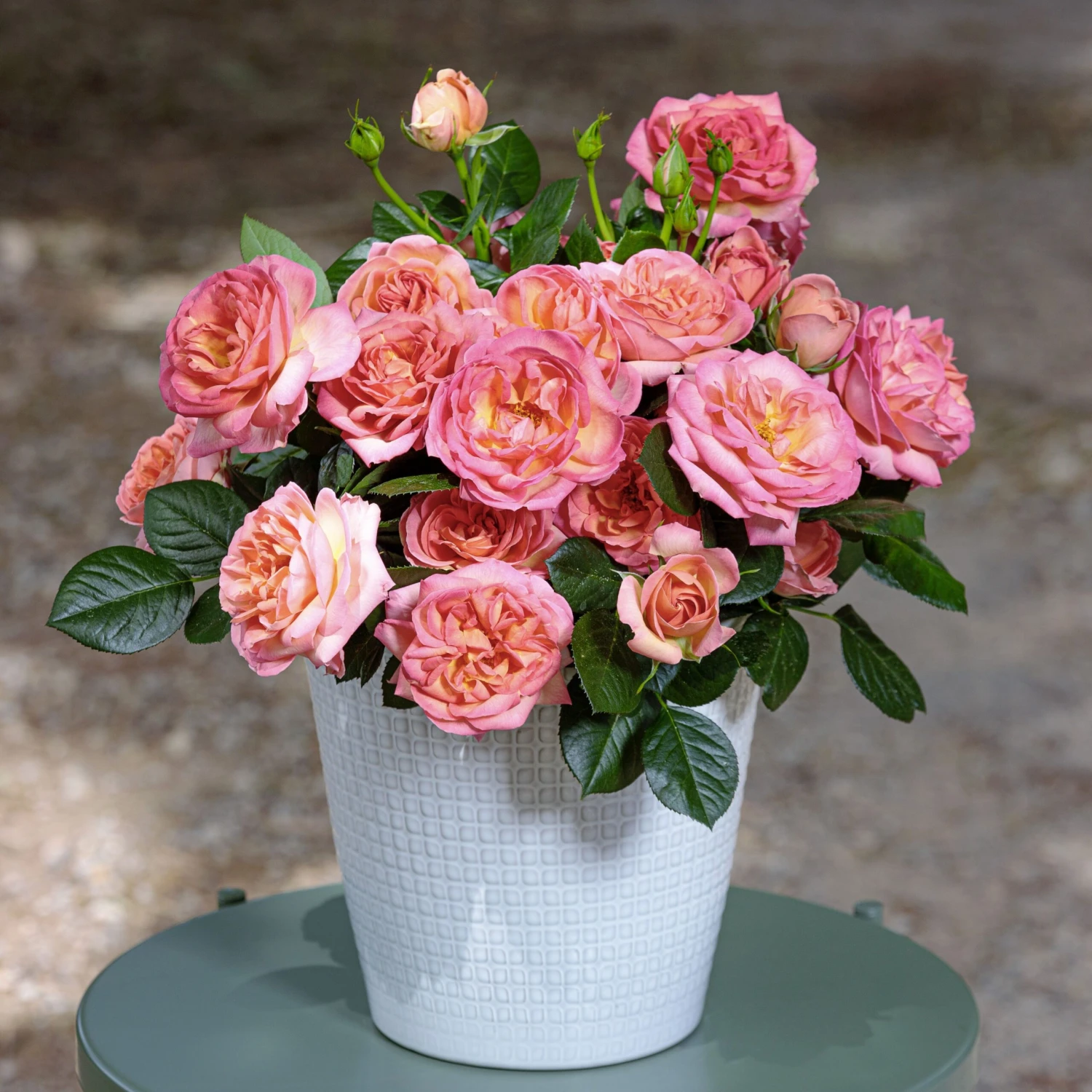 Rosier AUGUSTE ESCOFFIER ® Meizasmyne 4 Rosier AUGUSTE ESCOFFIER ® Meizasmyne – Image 2