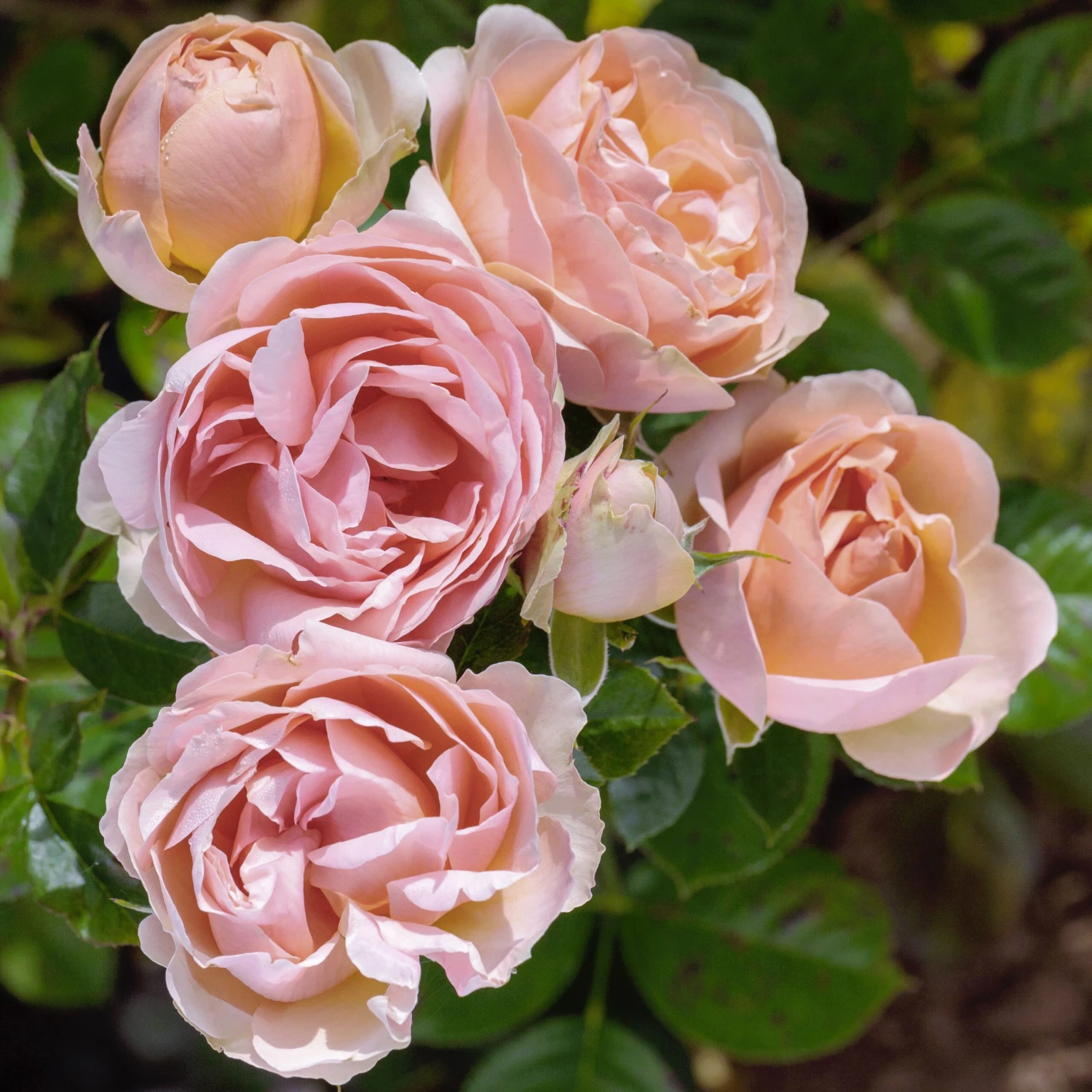 Rosier AUGUSTE ESCOFFIER ® Meizasmyne 5 Rosier AUGUSTE ESCOFFIER ® Meizasmyne – Image 3