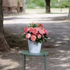 Rosier AUGUSTE ESCOFFIER ® Meizasmyne 9 Rosier AUGUSTE ESCOFFIER ® Meizasmyne -Meilland Richardier Soldes meizasmyne auguste escoffier 2020 00037 hd t1000 3