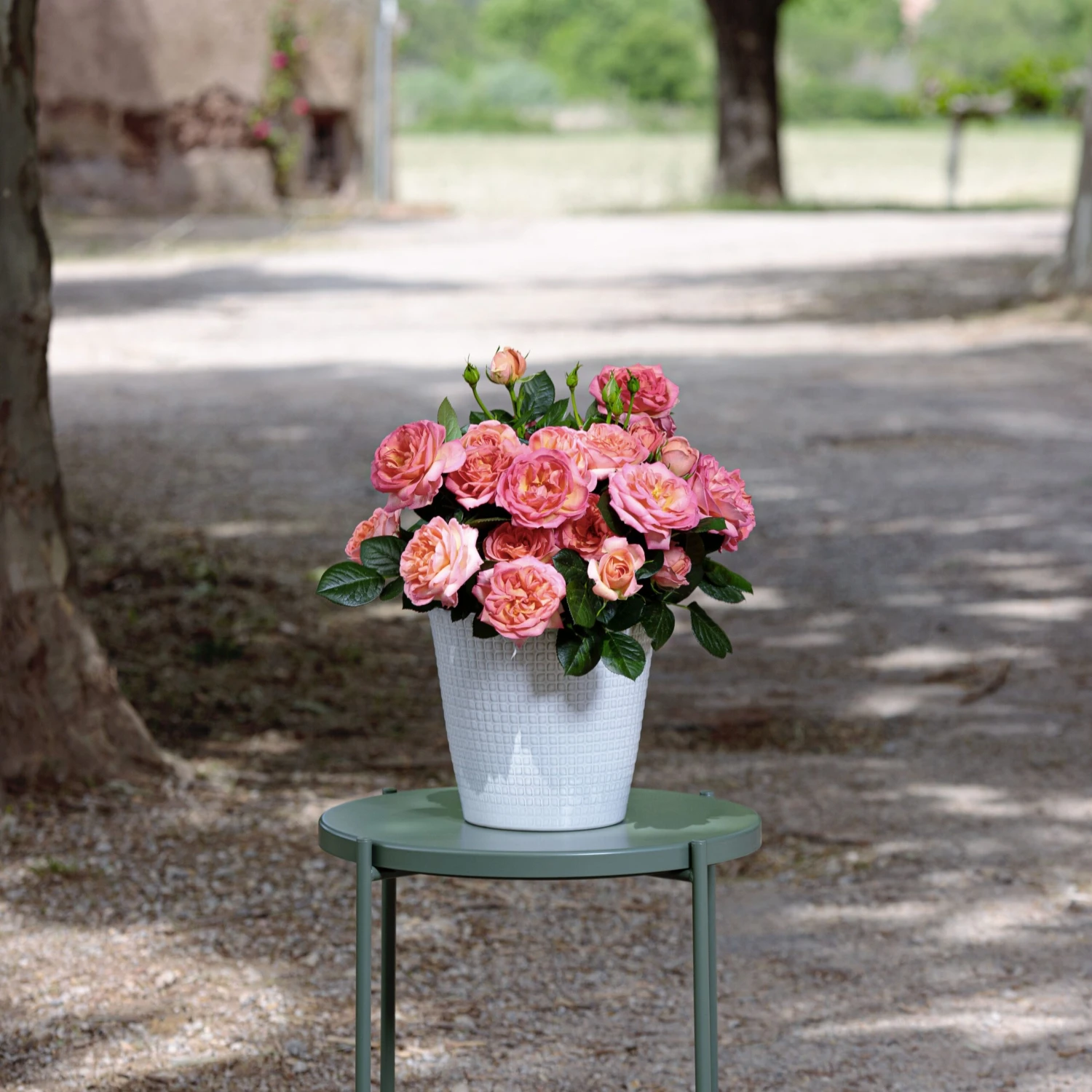 Rosier AUGUSTE ESCOFFIER ® Meizasmyne 6 Rosier AUGUSTE ESCOFFIER ® Meizasmyne – Image 4