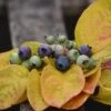 Myrtillier Ou Vaccinium Corymbosum YELLO!BELLOBLUE ® Andval1601 2 Myrtillier Ou Vaccinium Corymbosum YELLO!BELLOBLUE ® Andval1601 -Meilland Richardier Soldes myrtille yello belloblue p pini res travers 55 1000