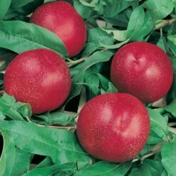 Nectarinier ‘Nectared’ 4