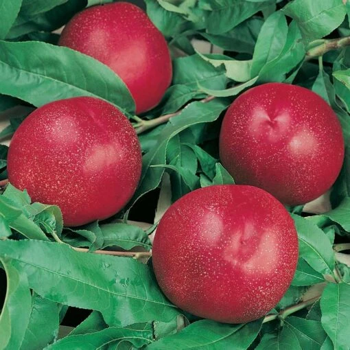 Nectarinier ‘Nectared’ 4 3 Nectarinier ‘Nectared’ 4 -Meilland Richardier Soldes nectared 15 85 80 000