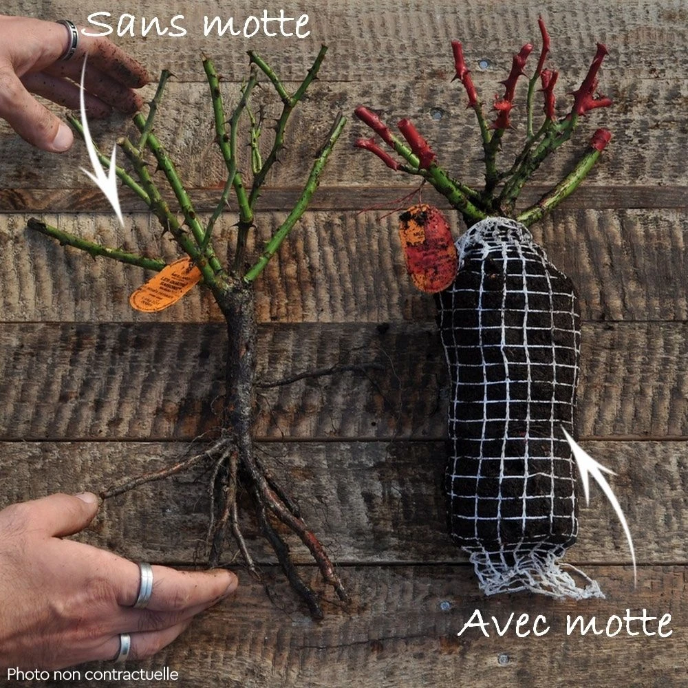 Rosier LES QUATRE SAISONS ® Meifafio 6 Rosier LES QUATRE SAISONS ® Meifafio – Image 4