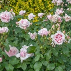 Rosier PETIT TRIANON ® Meigideon 7 Rosier PETIT TRIANON ® Meigideon -Meilland Richardier Soldes r012b rosier petit trianon meigideon mi t1000