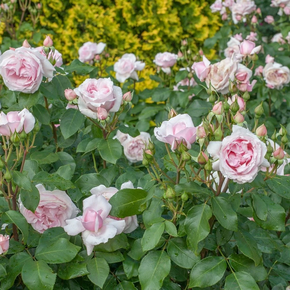 Rosier PETIT TRIANON ® Meigideon 4 Rosier PETIT TRIANON ® Meigideon – Image 2