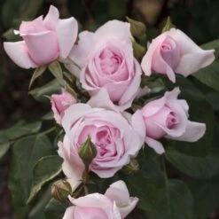 Rosier PETIT TRIANON ® Meigideon 8 Rosier PETIT TRIANON ® Meigideon -Meilland Richardier Soldes r012c rosier petit trianon meigideon mm t1000