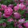 Rosier Pink Double KNOCK OUT ® Radtkopink -Meilland Richardier Soldes radtkopink 11 0413 hd t1000