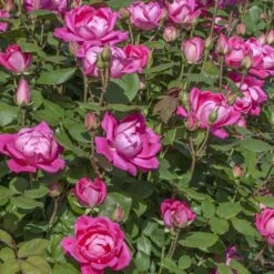 Rosier Pink Double KNOCK OUT ® Radtkopink 6 Rosier Pink Double KNOCK OUT ® Radtkopink -Meilland Richardier Soldes radtkopink 12 3374 hd t1000