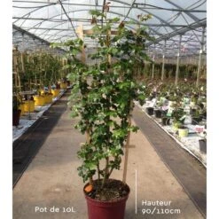 Rosier Grimpant SABRINA ® Meiptorius 15 Rosier Grimpant SABRINA ® Meiptorius -Meilland Richardier Soldes rosier en pot de 10l mi t1000 1