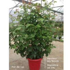 Rosier EDITH PIAF ® Meiramboys 9 Rosier EDITH PIAF ® Meiramboys -Meilland Richardier Soldes rosier en pot de 15l t1000 4