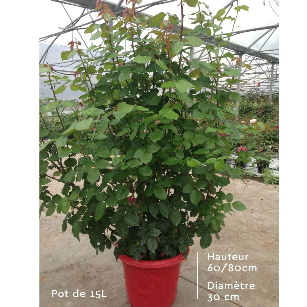 Rosier EDITH PIAF ® Meiramboys 5 Rosier EDITH PIAF ® Meiramboys – Image 3