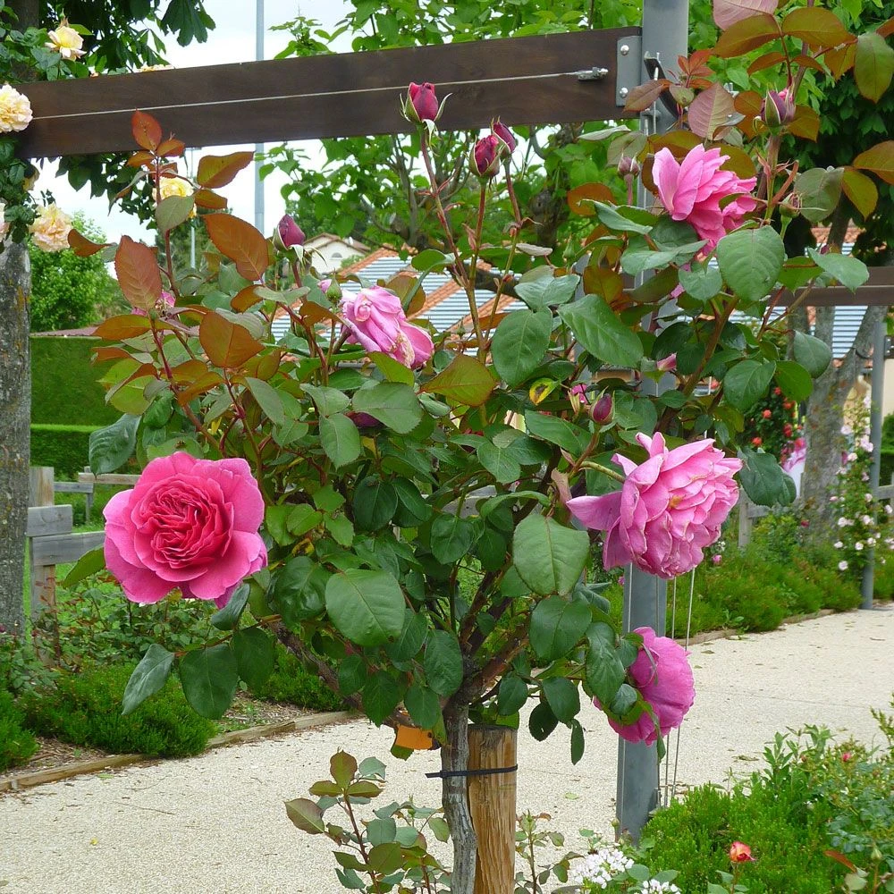 Rosier Tige LINE RENAUD ® Meiclusif 3 Rosier Tige LINE RENAUD ® Meiclusif