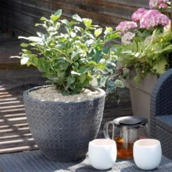 Théier Camellia Sinensis ThéOjardin ®