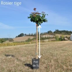Rosier Tige ELLE ® Meibderos -Meilland Richardier Soldes tige 100 110cm grandes fleurs 8